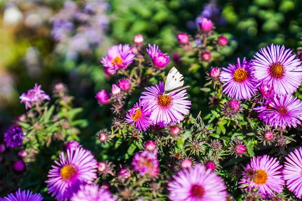 beautiful gardens