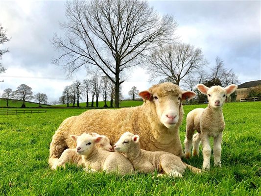 Adorable sheep and lambs