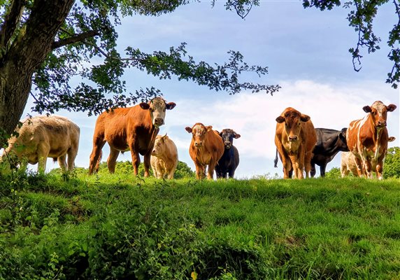 Cattle watching