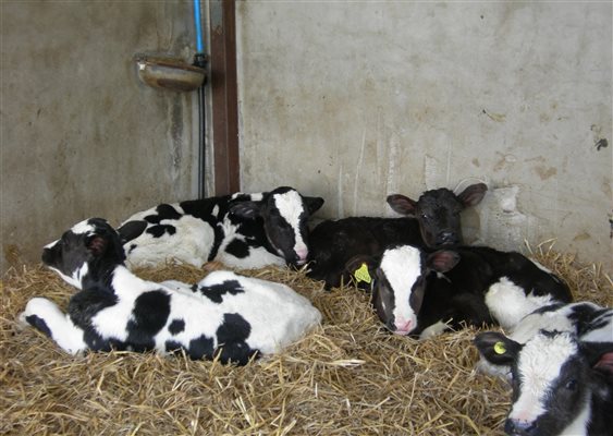 Calves in the straw