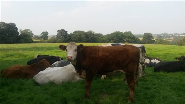Cattle in the fields 