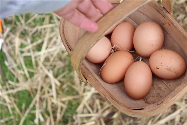 fresh eggs from chickens for breakfast