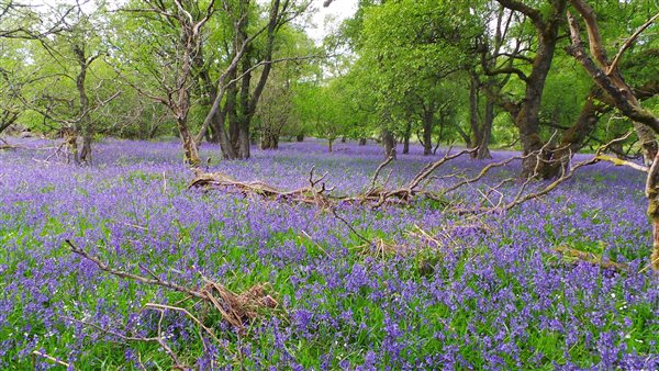 bluebells