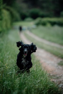 Herefordshire dog friendly glamping