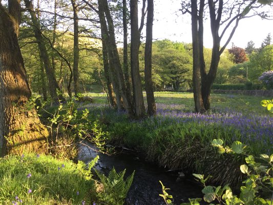 bluebells by river