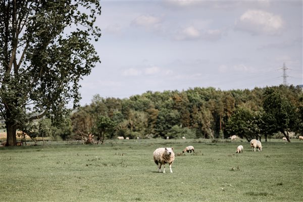 sheep