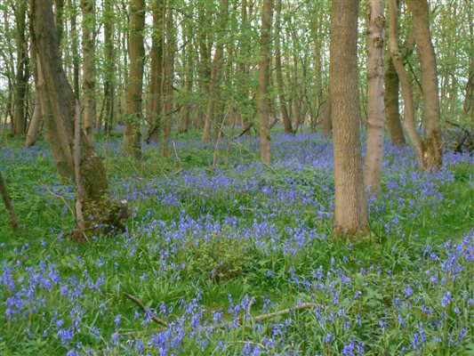 Bluebells