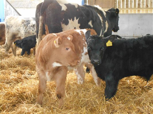 Farm Animals