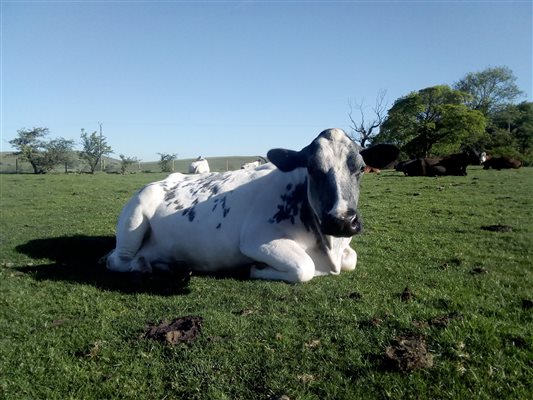 Cattle, Alstonefield