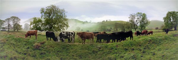 Cattle Grazing nr Alstonefield