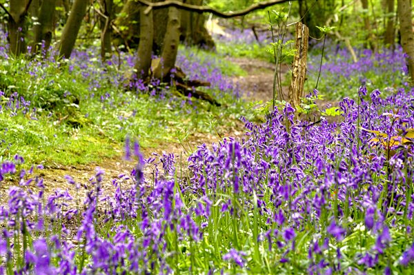 Bluebell wood