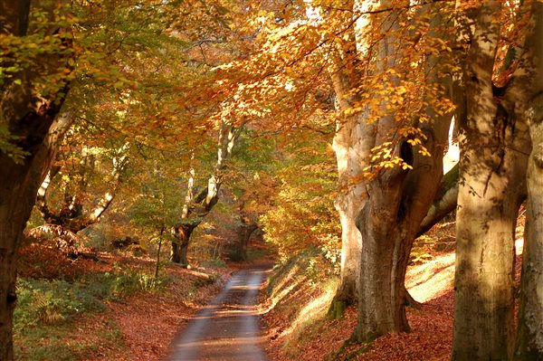 Lions Mouth Felbrigg