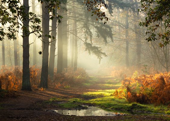 Taverham woods