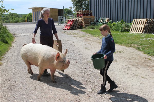 Moving the pigs