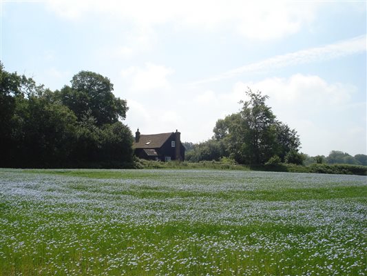 Blue field