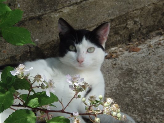 Tiggy the farm cat likes lazing in the sun at Forda Farm Bed and Breakfast near Holsworthy and Bude.