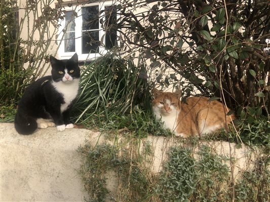 Our farm cats like watching from afar.