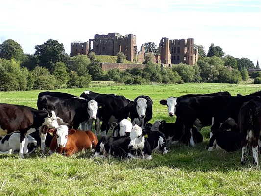 Cattle by the castle