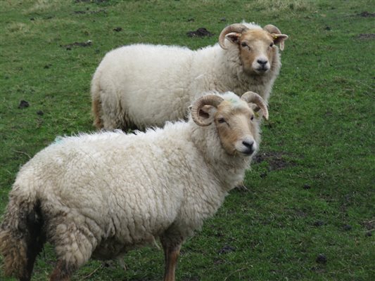 Portland sheep